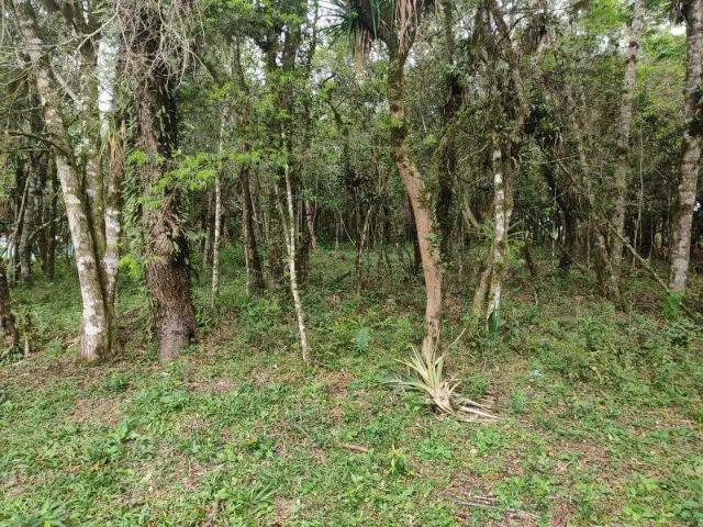Sítio e chácara venda em Região Geográfica Imediata de Curitiba, Região Metropolitana de Curitiba