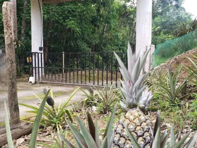 Sítio e chácara venda em Região Geográfica Imediata de Florianópolis, São José