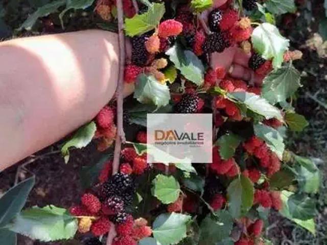 Sítio e chácara venda em Região Imediata de Taubaté-Pindamonhangaba, Região Metropolitana do Vale do Paraíba e Litoral Norte