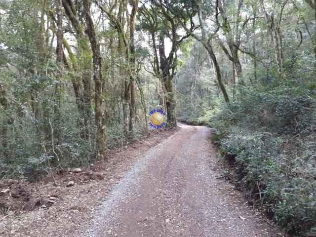 Sítio e chácara venda em Região Geográfica Imediata de Caxias do Sul, São Marcos