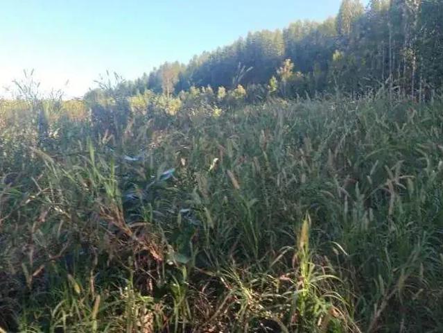 Sítio e chácara venda em Região Imediata de Itapetininga, Região Metropolitana de Sorocaba