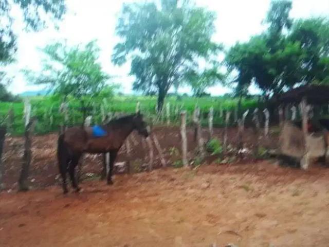 Sítio e chácara venda em Região Geográfica Imediata de Natal, São Pedro