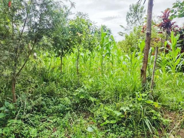 Sítio e chácara venda em Região Imediata de São Paulo, Região Metropolitana de São Paulo