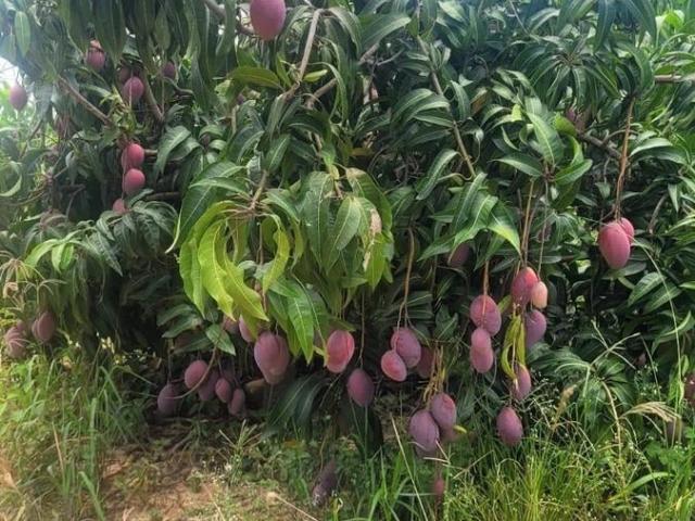Sítio e chácara venda em Santo Amaro, São Paulo
