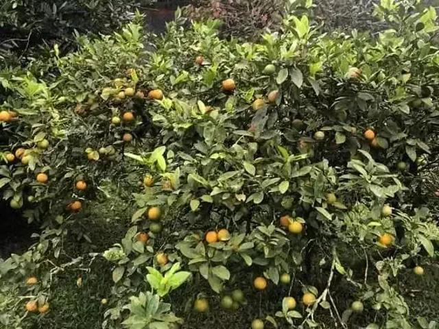 Sítio e chácara venda em Região Imediata de São Paulo, Região Metropolitana de São Paulo
