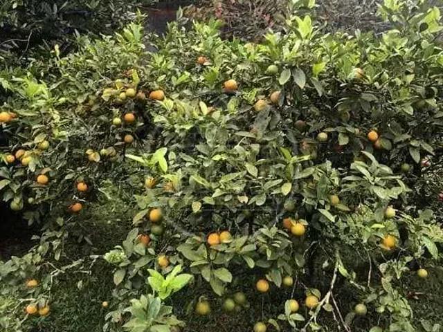 Sítio e chácara venda em Região Imediata de São Paulo, Região Metropolitana de São Paulo