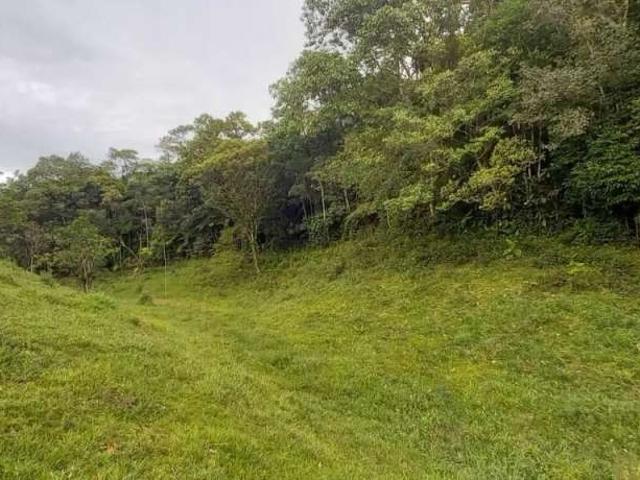 Sítio e chácara venda em São Pedro de Alcântara, Vila Junckes