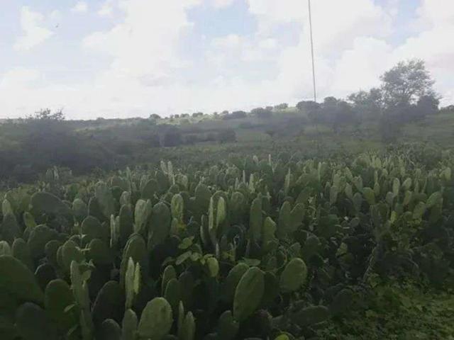 Sítio e chácara venda em São Pedro