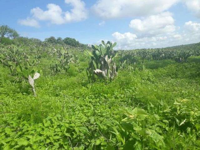 Sítio e chácara venda em São Pedro