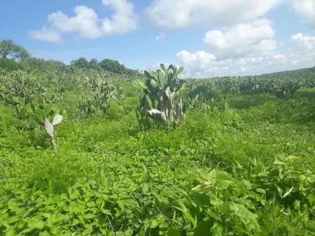 Sítio e chácara venda em Região Geográfica Imediata de Natal, São Pedro