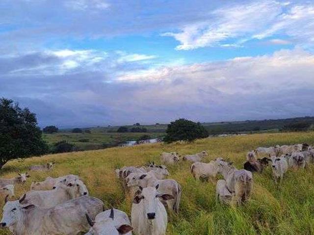 Sítio e chácara venda em Alto da Bela Vista, São Pedro
