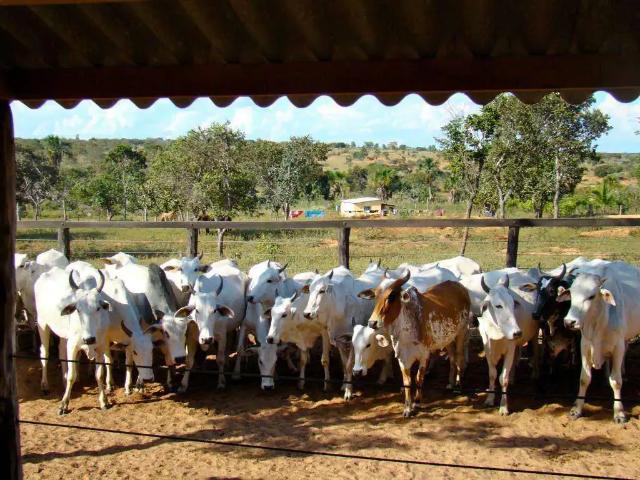 Sítio e chácara venda em Região Geográfica Imediata de São Francisco, São Romão