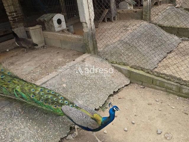 Sítio e chácara venda em Jardim Meny, São Roque