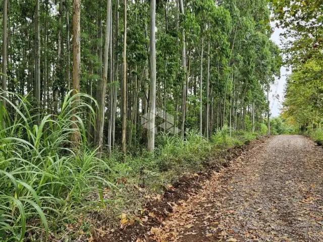 Sítio e chácara venda em Região Geográfica Imediata de Bento Gonçalves, São Valentim do Sul