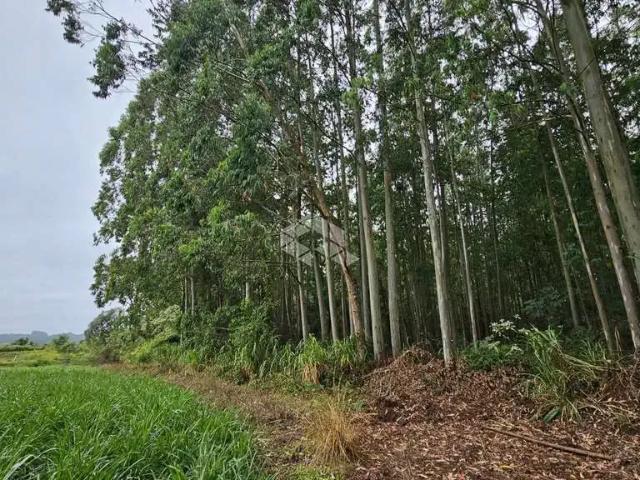 Sítio e chácara venda em Região Geográfica Imediata de Bento Gonçalves, São Valentim do Sul
