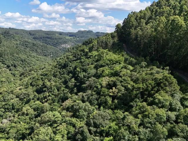 Sítio e chácara venda em Região Geográfica Imediata de Bento Gonçalves, São Valentim do Sul