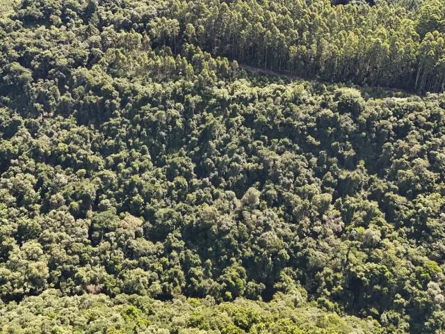 Sítio e chácara venda em Região Geográfica Imediata de Bento Gonçalves, São Valentim do Sul