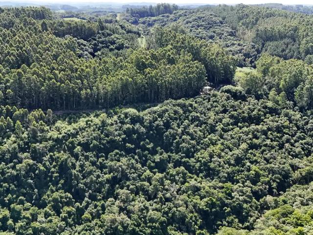 Sítio e chácara venda em Região Geográfica Imediata de Bento Gonçalves, São Valentim do Sul
