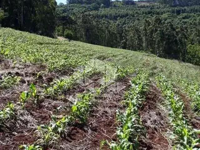 Sítio e chácara venda em Região Geográfica Imediata de Novo Hamburgo - São Leopoldo, São Vendelino