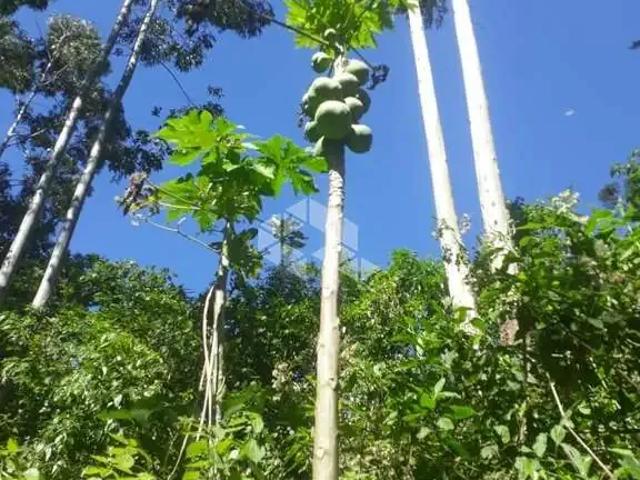 Sítio e chácara venda em Região Geográfica Imediata de Novo Hamburgo - São Leopoldo, São Vendelino