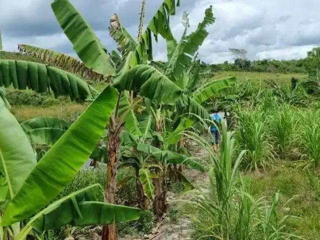 Sítio e chácara venda em Salgado, Região Nordeste