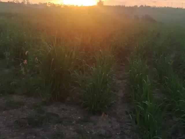 Sítio e chácara venda em Região Imediata de Piracicaba, Região Metropolitana de Piracicaba