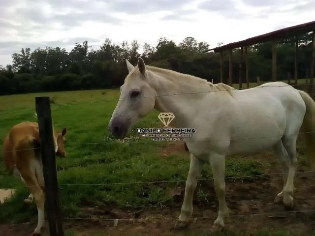 Sítio e chácara venda em Região Imediata de Sorocaba, Região Metropolitana de Sorocaba