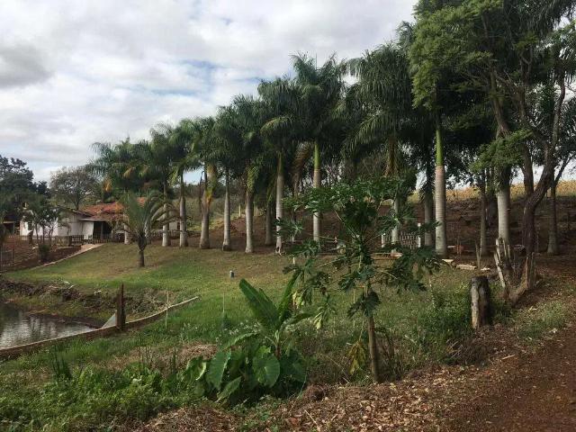 Sítio e chácara venda em Região Geográfica Imediata de Cornélio Procópio-Bandeirantes, Santa Amélia
