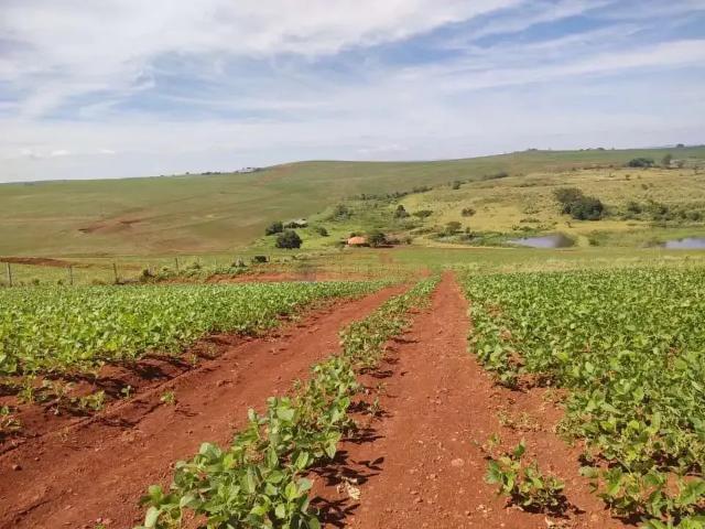 Sítio e chácara venda em Região Geográfica Imediata de Cornélio Procópio-Bandeirantes, Santa Amélia