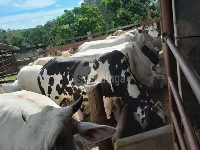 Sítio e chácara venda em Região Imediata de Campinas, Região Metropolitana de Campinas