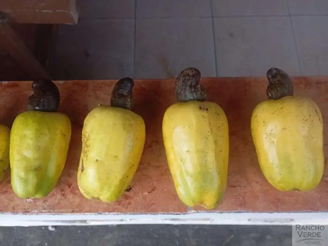 Sítio e chácara venda em Santa Branca