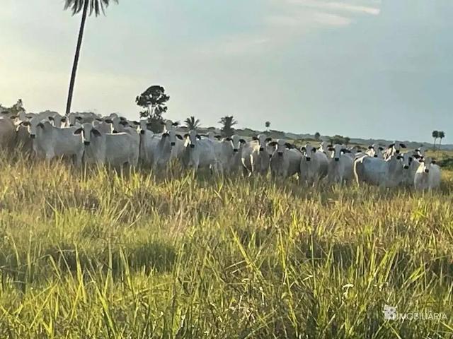 Sítio e chácara venda em Região Geográfica Imediata de Araguaína, Santa Fe do Araguaia