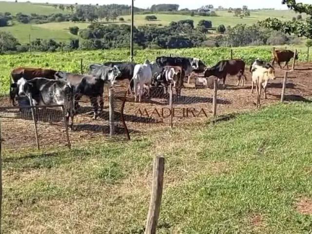 Sítio e chácara venda em Região Geográfica Imediata de Londrina, Londrina