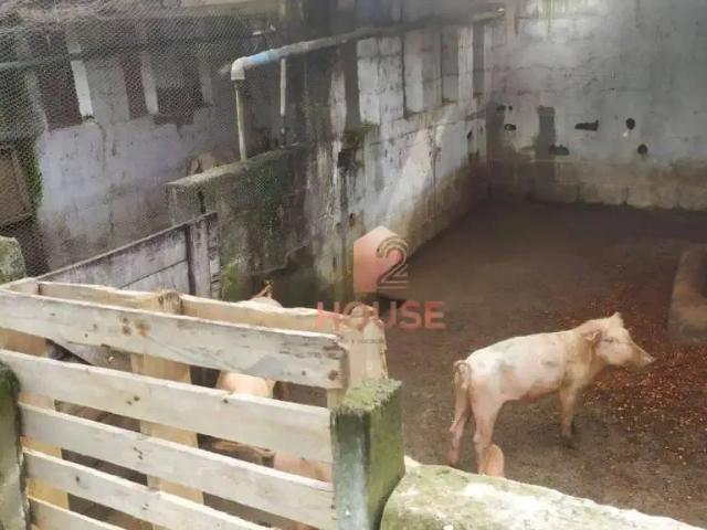 Sítio e chácara venda em Santa Isabel