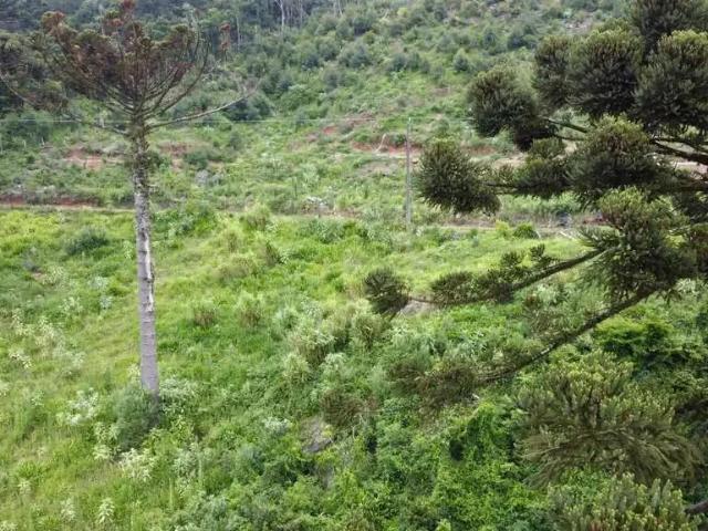 Sítio e chácara venda em Região Geográfica Imediata de Novo Hamburgo - São Leopoldo, Santa Maria do Herval
