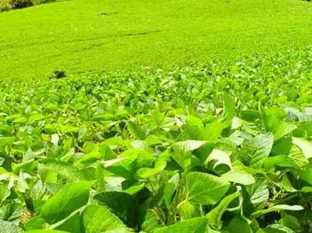 Sítio e chácara venda em Região Geográfica Imediata de Pitanga, Santa Maria do Oeste