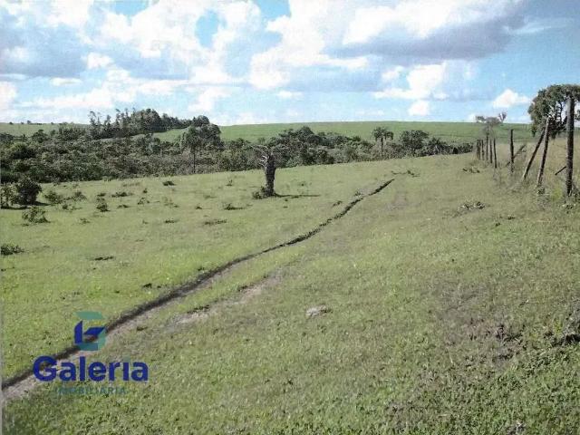 Sítio e chácara venda em Região Imediata de Ribeirão Preto, Região Metropolitana de Ribeirão Preto