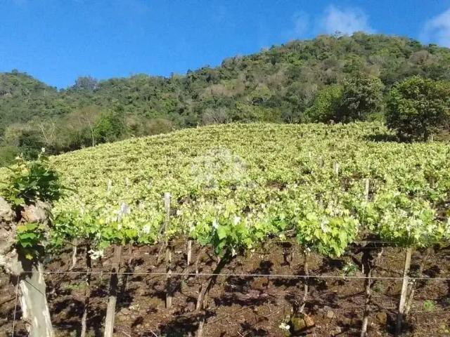 Sítio e chácara venda em Região Geográfica Imediata de Bento Gonçalves, Santa Tereza