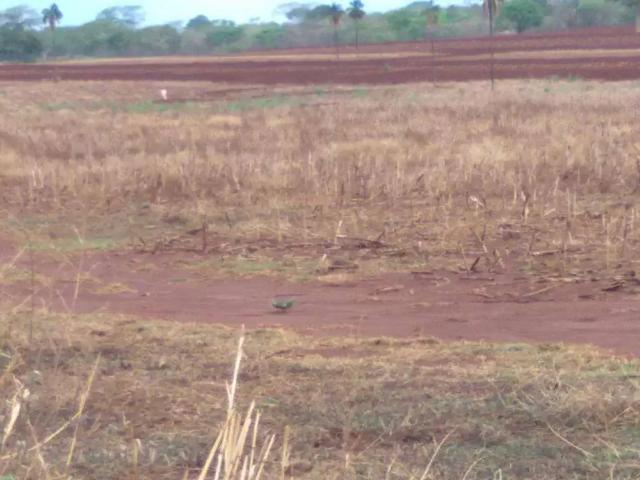 Sítio e chácara venda em Região Geográfica Imediata de Ituiutaba, Gurinhatã