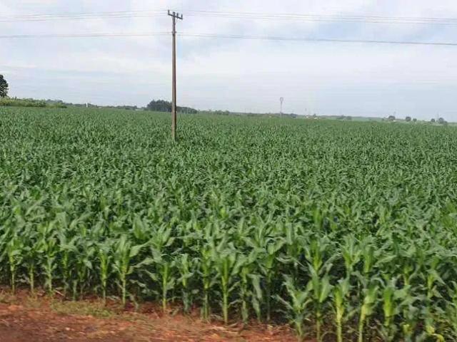 Sítio e chácara venda em Região Norte