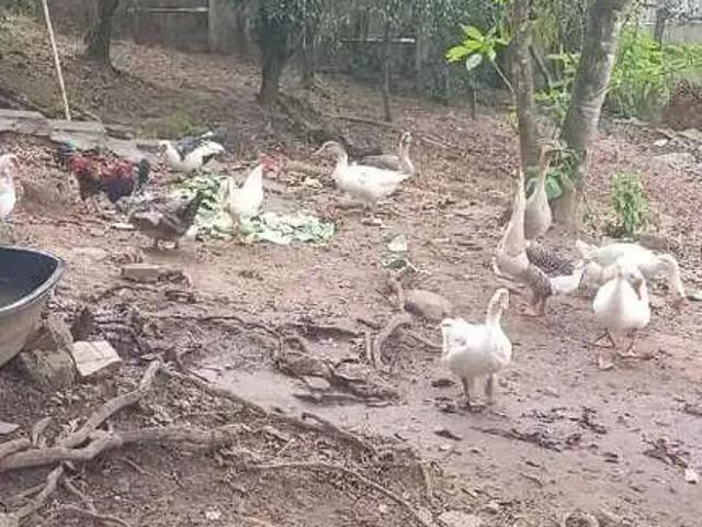 Sítio e chácara venda em Região Imediata de São Paulo, Região Metropolitana de São Paulo