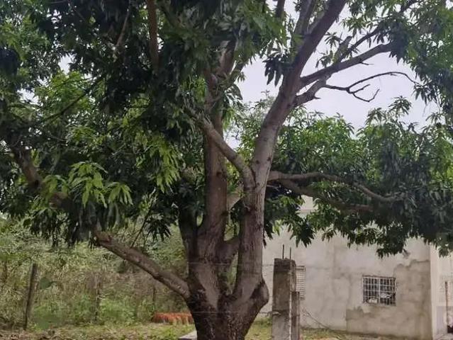 Sítio e chácara venda em Região Geográfica Imediata de Cuiabá, Região Metropolitana do Vale do Rio Cuiabá