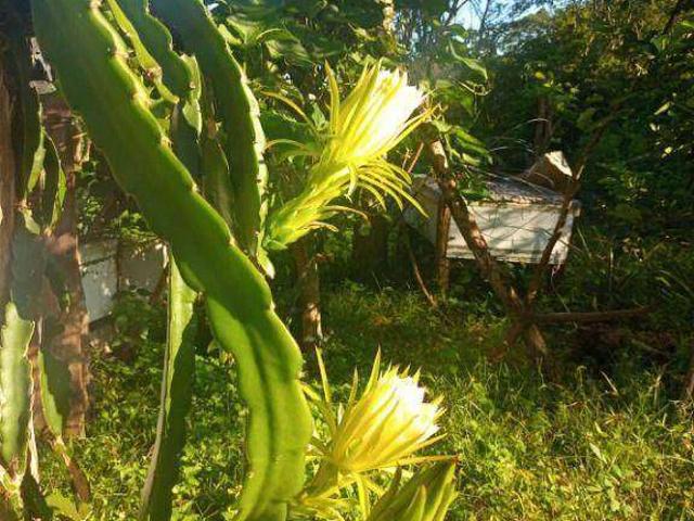 Sítio e chácara venda em Morada da Serra, Cuiabá