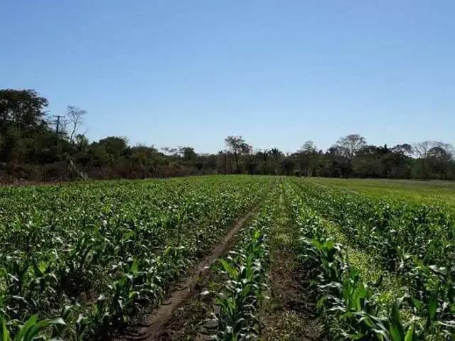 Sítio e chácara venda em Região Geográfica Imediata de Cuiabá, Região Metropolitana do Vale do Rio Cuiabá