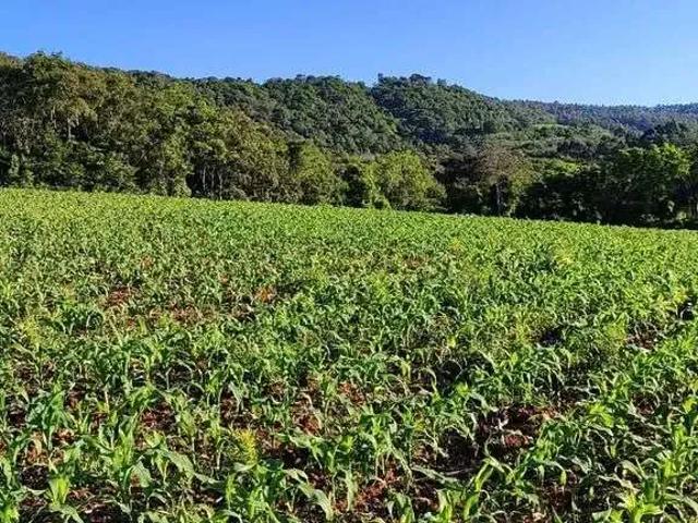 Sítio e chácara venda em Região Geográfica Imediata de Concórdia, Seara