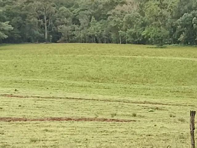 Sítio e chácara venda em Região Geográfica Imediata de Camaquã, Sentinela do Sul