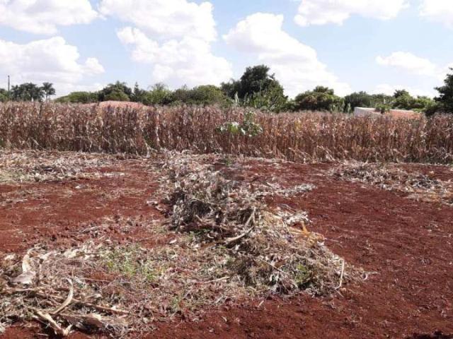 Sítio e chácara venda em Região Geográfica Imediata de Londrina, Sertanópolis