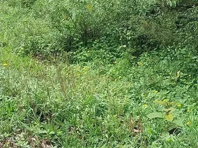 Sítio e chácara venda em Região Geográfica Imediata de Criciúma, Siderópolis