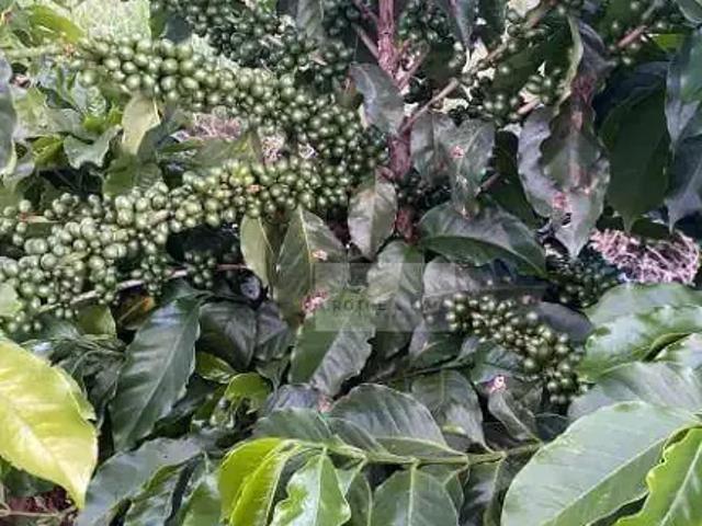 Sítio e chácara venda em Região Geográfica Imediata de Pouso Alegre, Silvianópolis