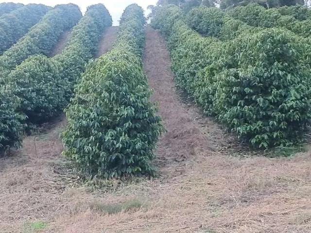 Sítio e chácara venda em Região Geográfica Imediata de São Lourenço, Soledade de Minas